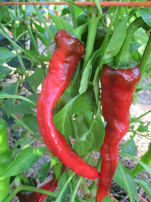 HOT PORTUGAL PEPPER , Hot, Chili,(Capsicum annuum) Heirloom pepper ,Offered by Joseph Harris in 1935. - Caribbeangardenseed