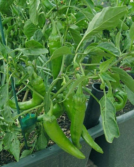 Boldog Hungarian Spice Paprika , Pepper SEEDS, (Capsicum annuum) - Caribbeangardenseed