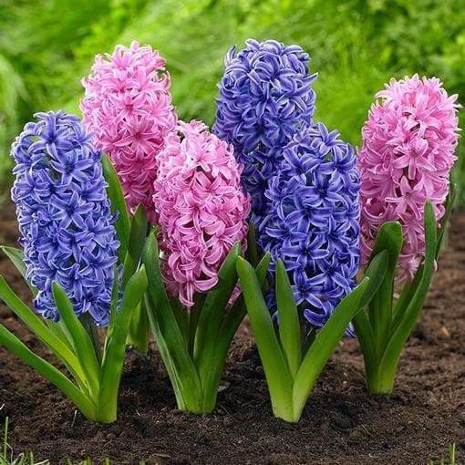 Hyacinth Bulbs,"Blue/Pink Mix" Dense spike of fragrant florets - Caribbeangardenseed