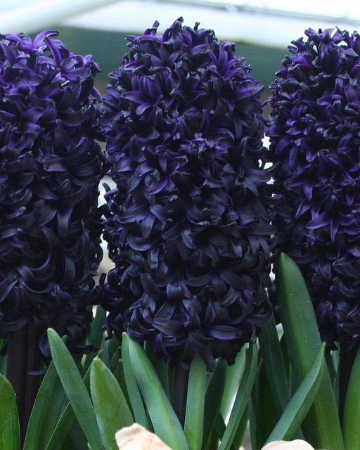 Hyacinth 'Dark Dimension Bulbs, unusual color - Caribbeangardenseed