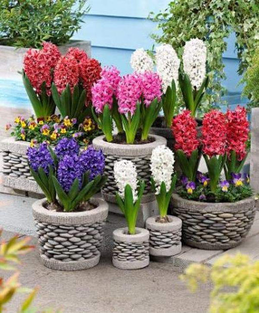 Hyacinth Bulbs,Hyacinth, Purple Sensation Dense clusters of fragrant, rich purple blooms on thick stems. Now Shipping ! - Caribbeangardenseed