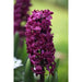 Hyacinth Bulbs,Hyacinth Woodstock, Gorgeous, violet-red hyacinth with rose and burgundy highlights ! - Caribbeangardenseed