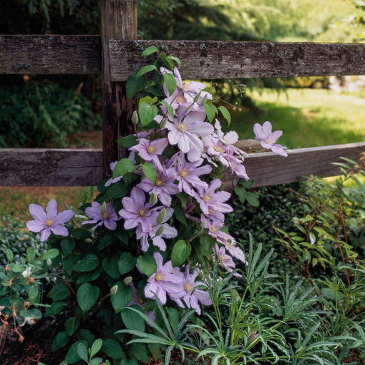 Clematis 'Silver Moon' STARTER PLANT , FLOWERS VINE - Caribbeangardenseed