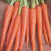 Imperator Carrot Seeds ,Biannual Vegetable, AAS WINNER, Deep Orange, - Caribbeangardenseed