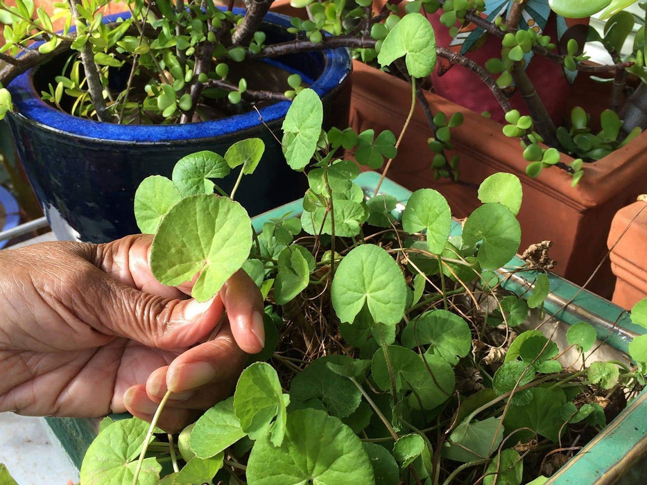 Gotu Kola, Indian Pennywort Seeds, Herb - Caribbeangardenseed
