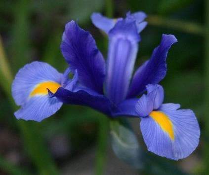 Dutch Iris MAGIC BLUE bulbs, Perennial-Now Shipping - Caribbeangardenseed