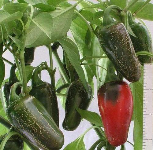 EARLY Jalapeno Pepper Seeds,Capsicum annuum - Caribbeangardenseed