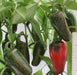 EARLY Jalapeno Pepper Seeds,Capsicum annuum - Caribbeangardenseed
