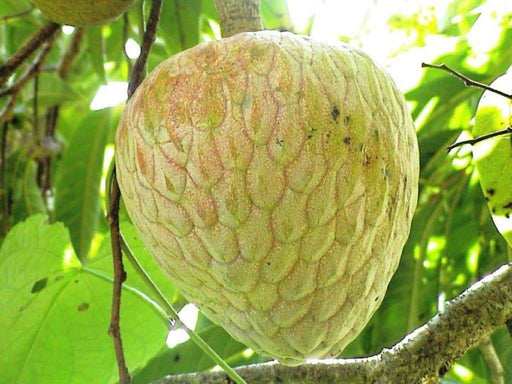 Jamaican Custard Apple Tree Seed, TROPICAL FRUIT - Caribbeangardenseed