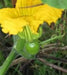 Jamaican Pumpkin also known as Calabaza, Caribbean Pumpkin, or Cuban Squash , Organic - Caribbeangardenseed