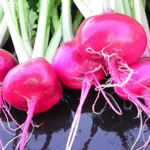 Japanese Red Turnip, "Hidabeni" very good for pickling and salads. Asian Vegetable - Caribbeangardenseed