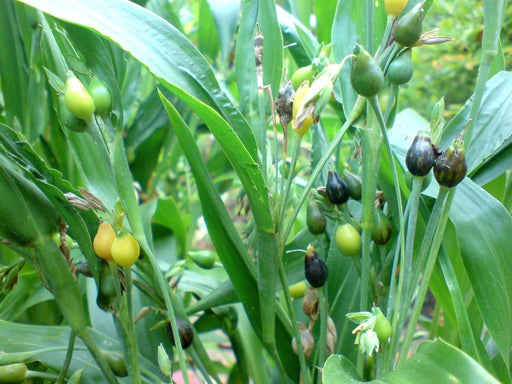 Job's Tears SEED For Planting, (Coix Lacryma-jobi) Medicinal Herb grass - Caribbeangardenseed