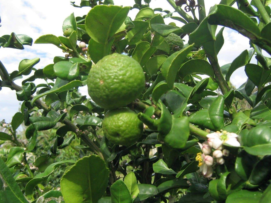 KAFFIR LIME Plant SEEDS - Citrus Hystrix-makrut,or magrood, - Caribbeangardenseed