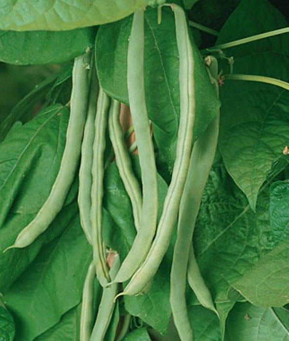 Kentucky WonderPole Bean Seeds, Long green pods,Heirloom! - Caribbeangardenseed