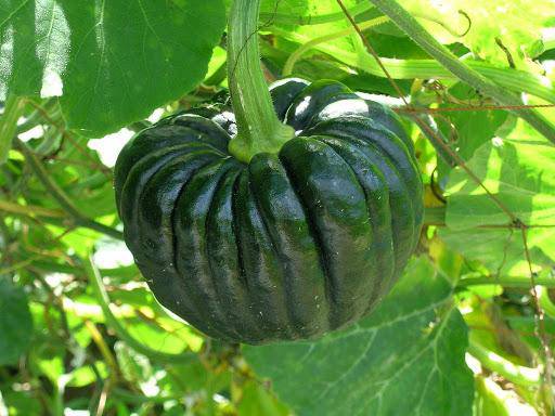 Kogiku, JAPANESE Pumpkin Seed, Spiciality winter Squash - Caribbeangardenseed