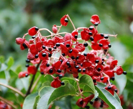 Korean Sweetheart tree.Can be grown as a small ornamental tree. - Caribbeangardenseed