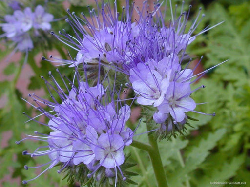 Lacy Phacelia Seeds -Blue-violet, Drought & Heat Tolerant Flowers- tanacetifolia - Caribbeangardenseed