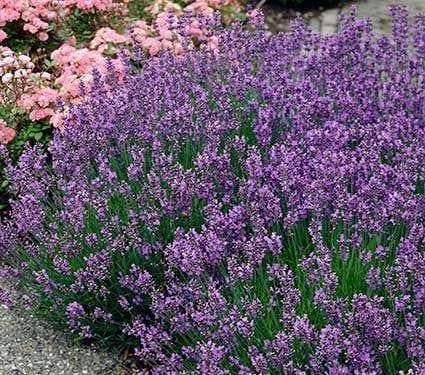 Lavender Munstead – angustifolia (Live Pant/Root ) Perennial - Caribbeangardenseed