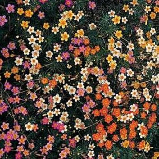 Leptosiphon Seeds - French Hybrids Mix, Bright shades of rose, yellow, orange and cream,flower bed, containers, pathway,or ground cover. - Caribbeangardenseed