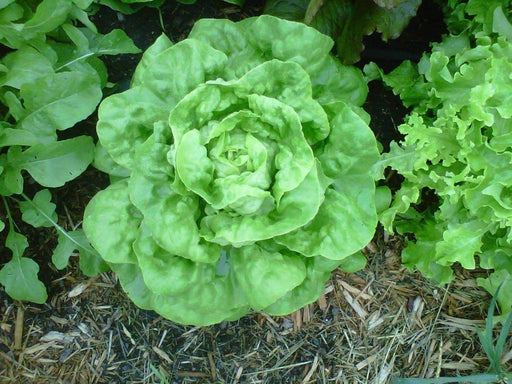 ButterCrunch Lettuce Seeds ORGANIC Non GMO SEED - Organically Grown ! - Caribbeangardenseed