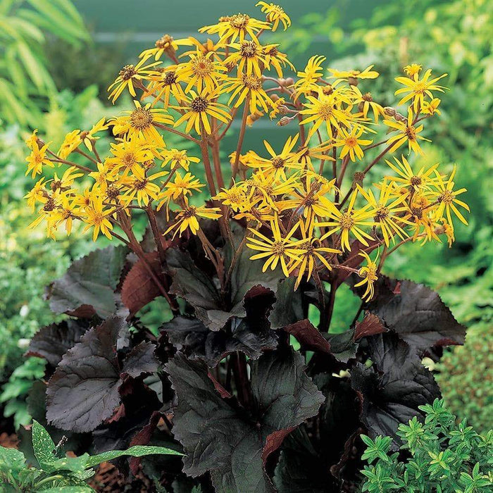 Ligularia Othello ( 2 year division, Bareroot plant ) Parennial Shrub - Caribbeangardenseed