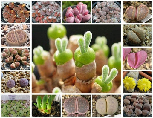 Living Stones Seed (Lithops species mix) - Growing Cactus / SUCCULENT is fun and rewarding!--Perennial - Caribbeangardenseed