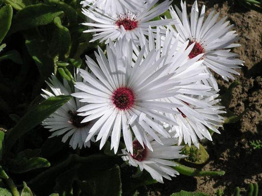 Livingstone Daisy a.K.a Ice Plant Seeds-Great for perennial flower garden. - Caribbeangardenseed