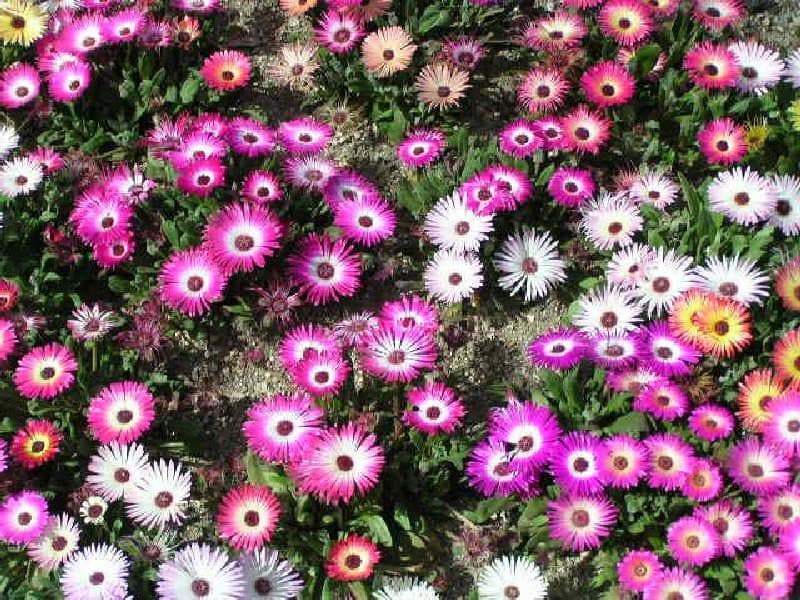 Livingstone Daisy Seeds a.K.a Ice Plant - Mix - Great for perennial flower garden. - Caribbeangardenseed