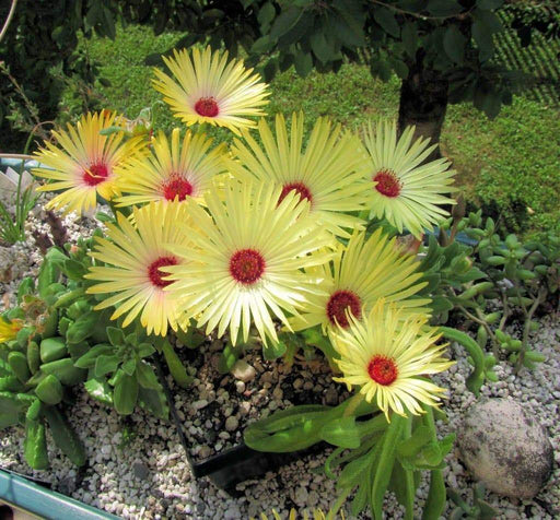 Livingstone Daisy Seeds a.K.a Ice Plant - YELLOW - Great for perennial flower garden. - Caribbeangardenseed