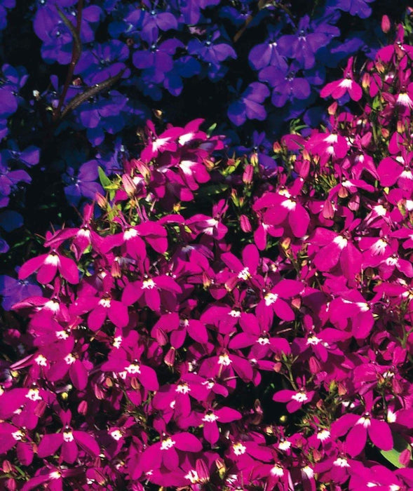 Lobelia Seeds - Rosamond - Lobelia Erinus -Compact trailing growth habit. Excellent In Containers, Window Boxes or as Ground Covers. - Caribbeangardenseed