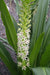 Meguru Pineapple Lily (BULBS ),Elegant,Tropical - Caribbeangardenseed
