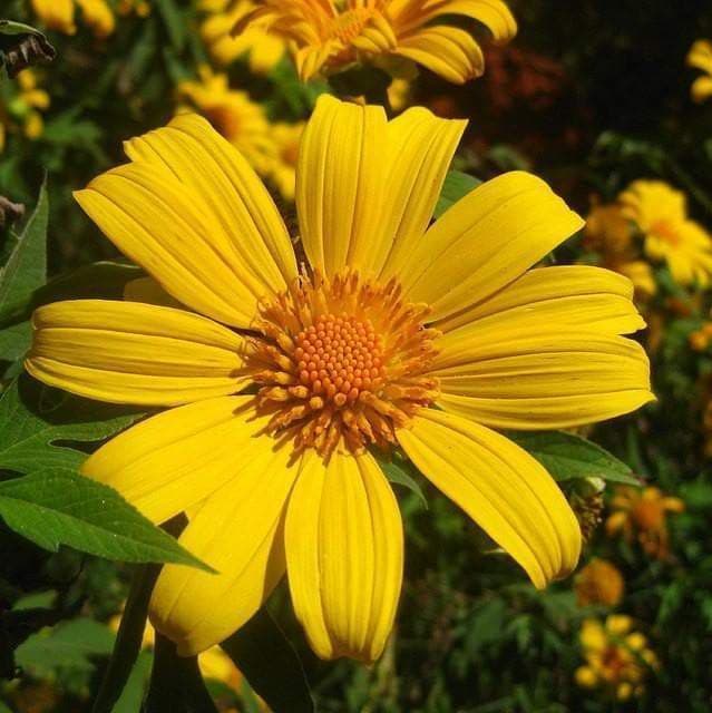Mexican Sunflower Seeds - Yellow (Tithonia Speciosa Yellow Torch) Seeds. - Caribbeangardenseed