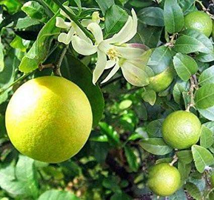 Meyer Lemon Tree - Fruiting Size/Branched Plant - Indoors/Outdoor - Caribbeangardenseed