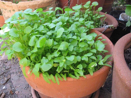 Miner's Lettuce Seeds,Cold-hardy salad greens. - Caribbeangardenseed