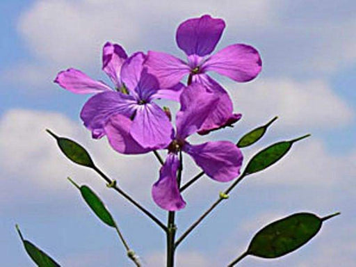 Money Plant Seeds, Lavender/Pink Flowers - Caribbeangardenseed
