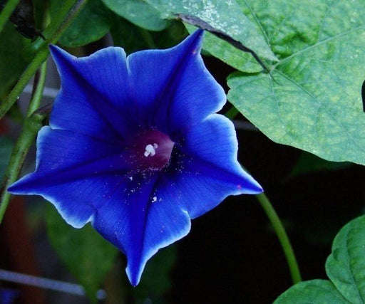 Morning Glory Seeds - Kikyo-zaki- Seeds mix - brilliant colors of red, white, and Blue ! - Caribbeangardenseed