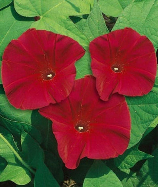 Morning Glory Seeds -Scarlet O'Hara, SEEDS- AAS Flower Award Winner ! - Caribbeangardenseed