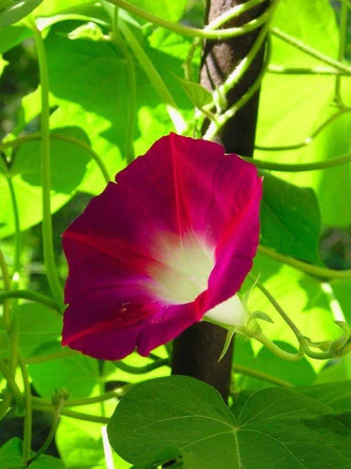 Morning Glory Seeds -Scarlet O'Hara, SEEDS- AAS Flower Award Winner ! - Caribbeangardenseed