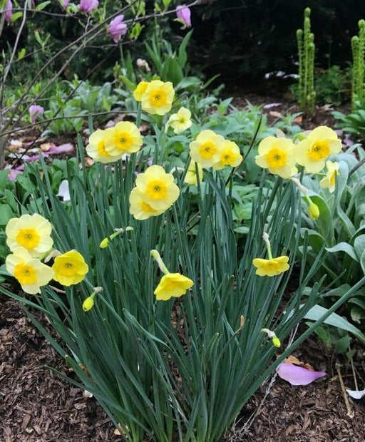 Narcissus Bulb- Mini Daffodil ,Sun Disc, perfect for rock gardens, - Caribbeangardenseed