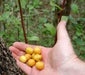Nancy Tree Seeds (Byrsonima crassifolia), Yellow Cherry ! - Caribbeangardenseed