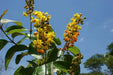 Nancy Tree Seeds (Byrsonima crassifolia), Yellow Cherry ! - Caribbeangardenseed