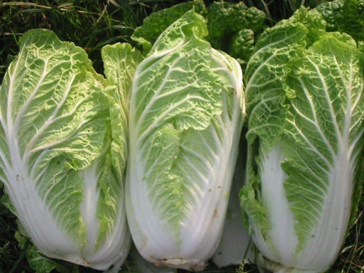Napa, or nappa cabbage, also known as sui choy, cabbage, Asian Vegetable - Caribbeangardenseed