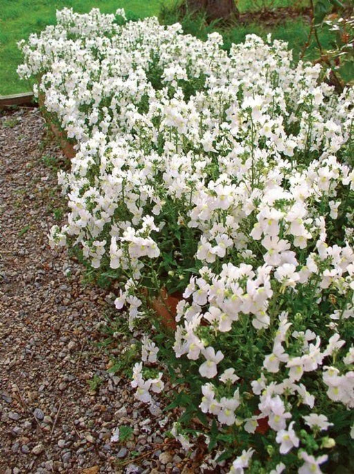Nemesia Seeds-White Knight - Nemesia Strumosa-Wonderful in containers- perennial - Caribbeangardenseed