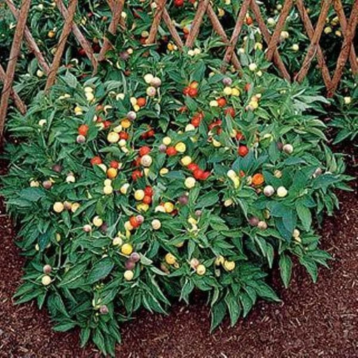 NOSEGAY PEPPERS Seeds (Capsicum: Annuum ) - They are edible, and can used as an ornamental,Pretty little OP heirloom from Chile - Caribbeangardenseed
