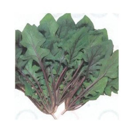 Akarenso Spinach Seeds - (Asian Greens) - Caribbeangardenseed