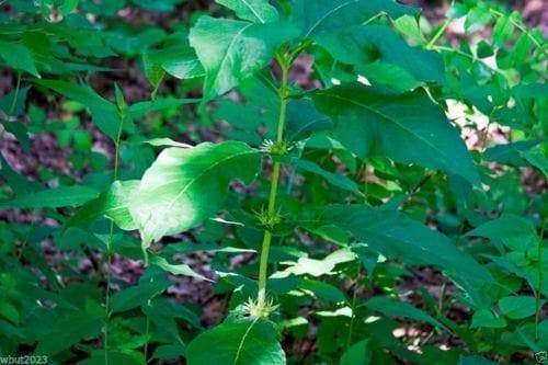 10 Late Horse Gentian Seeds (Triosteum perfoliatum) known as Wild Coffee - Caribbeangardenseed