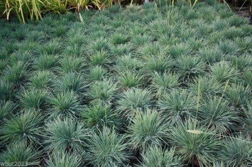 Blue Hair Ornamental Grass - Koeleria Glauca - 30 Seed- Perennial - Caribbeangardenseed