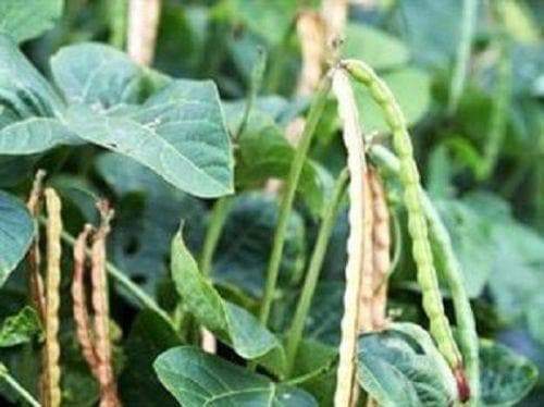 Iron and Clay Cowpea ,Southern Pea, Field Peas, Organically Grown ,Great cover crop - Caribbeangardenseed
