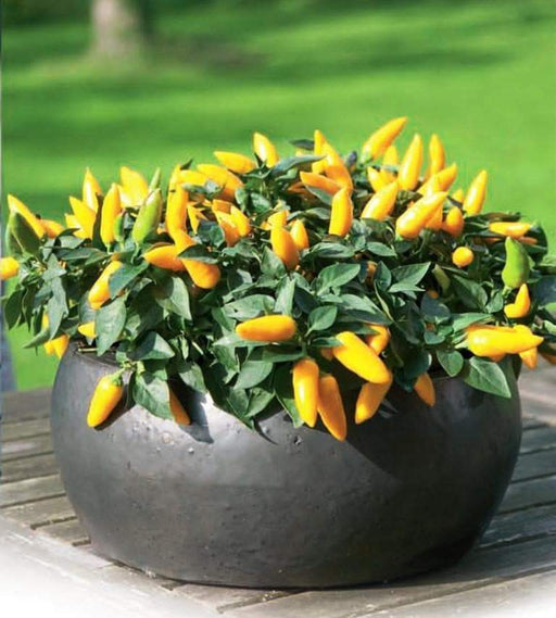 Ornamental Pepper -Yellow ,Edible Christmas Pepper ~ popular houseplants - Caribbeangardenseed