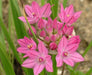 PINK ALLIUM- Bulbs, Deer Resistant, Ostrowskianum Allium - Caribbeangardenseed